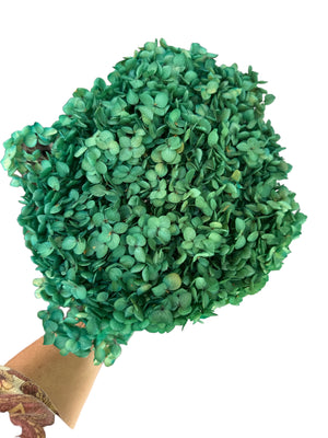 Hydrangea -  Christmas Green