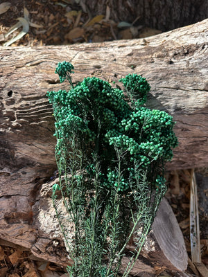 Rice flower - Emerald Green