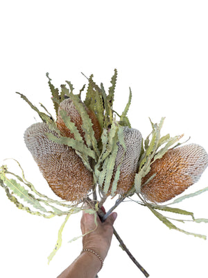 Banksia Prionotes - Natural - new season