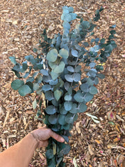 Gum - Eucalyptus - Cinerea - PRESERVED Blue Green