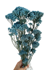 Rice flower - Soft Cadet Blue