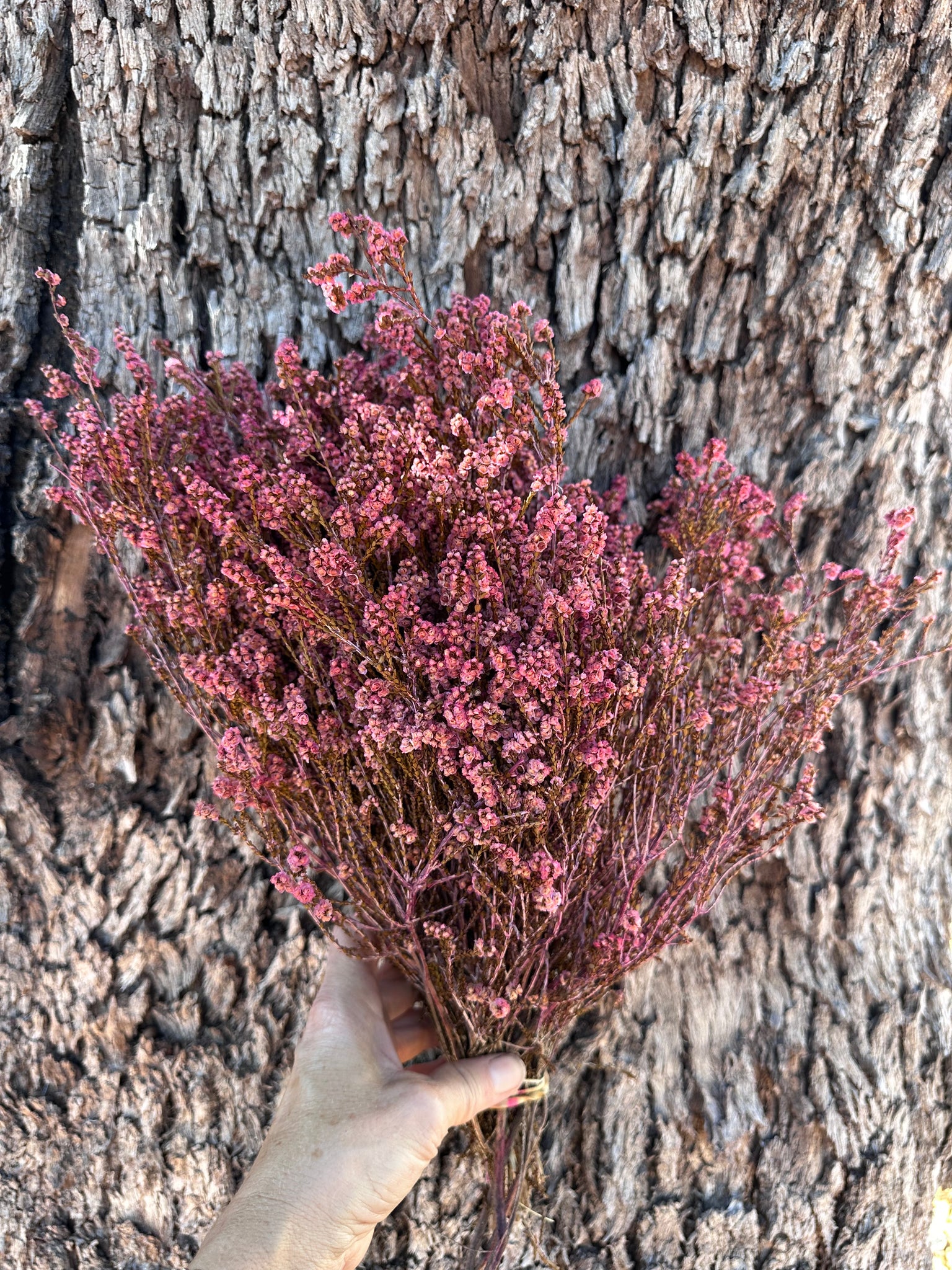 Scholtzia Flower - Preserved - Pretty Pink