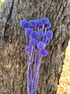 Billy Buttons  - Indigo Blueish Purple