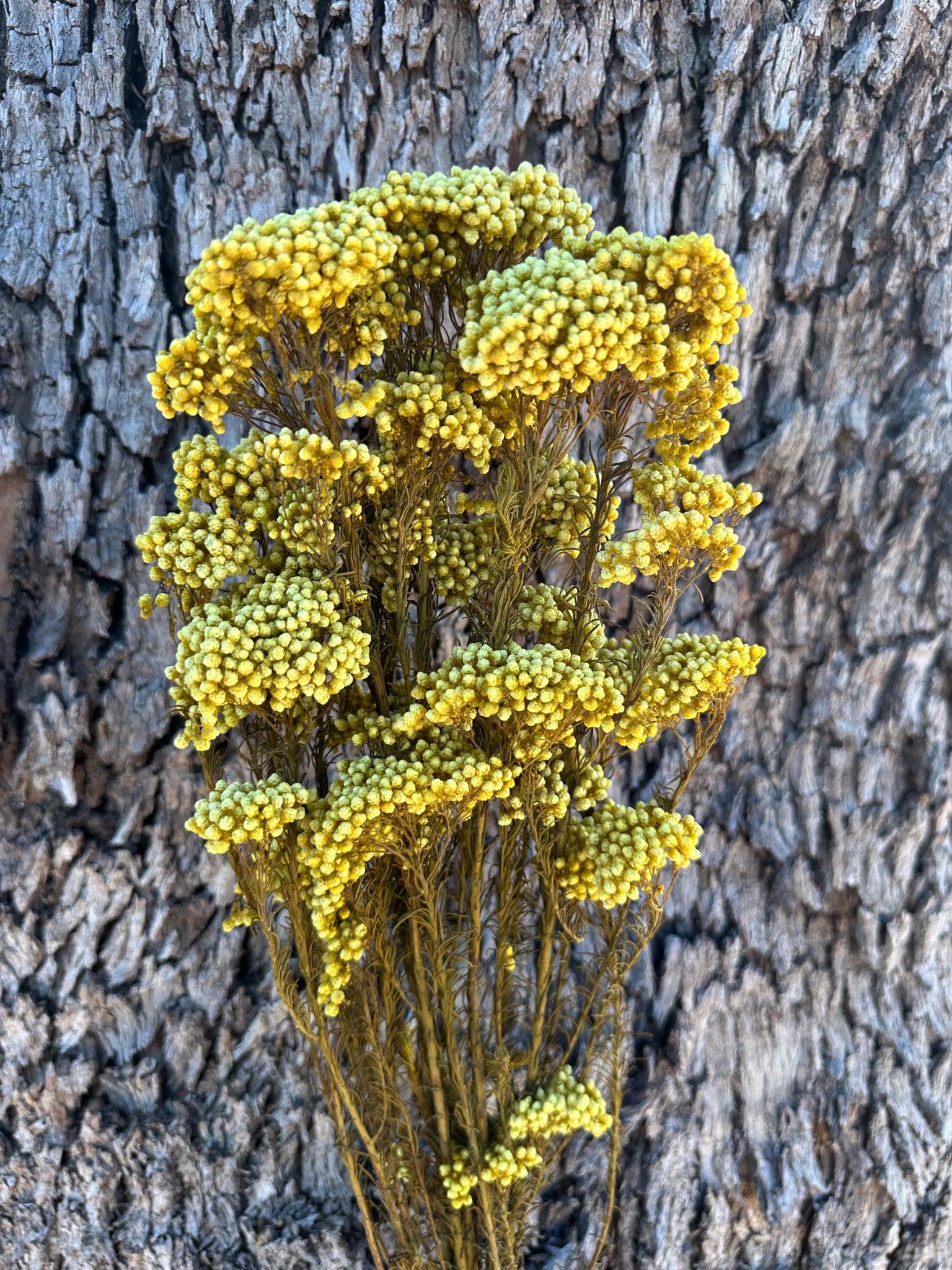 Rice flower - Mustard Yellow