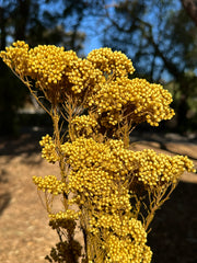 Rice flower - Golden Yellow