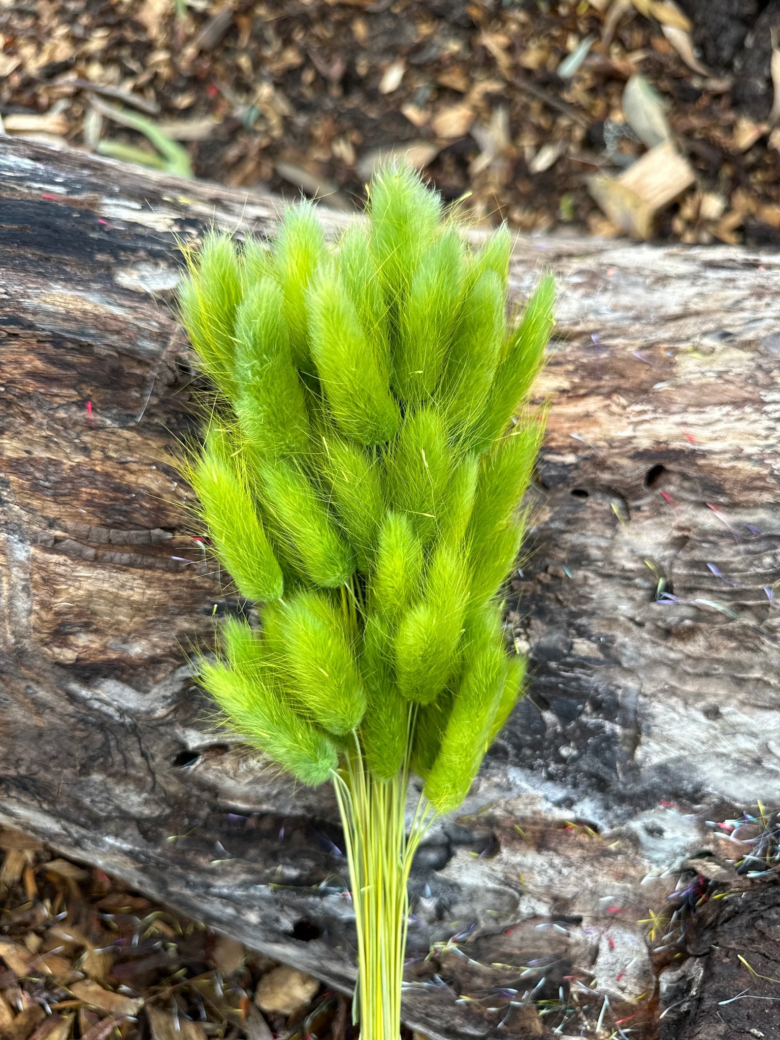 Bunny Tails/Pussy Tails - Soft Olive Green