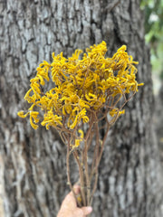 Kangaroo Paw - Natural Yellow - Preserved