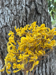 Kangaroo Paw - Natural Yellow - Preserved