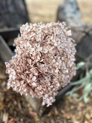 Hydrangea -  Pale Nudie Pink Tones