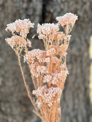 Rice flower - Blush Pink Pearl