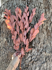 Ruscus - Israeli Large Leaf - Pearl Pink Terracotta