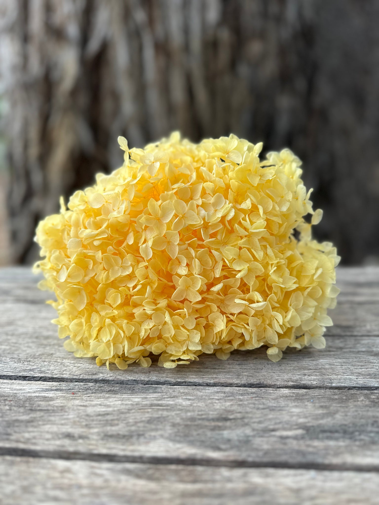 Hydrangea - Daffodil Yellow