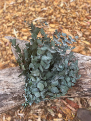 Gum - Eucalyptus - Cinerea - PRESERVED Green