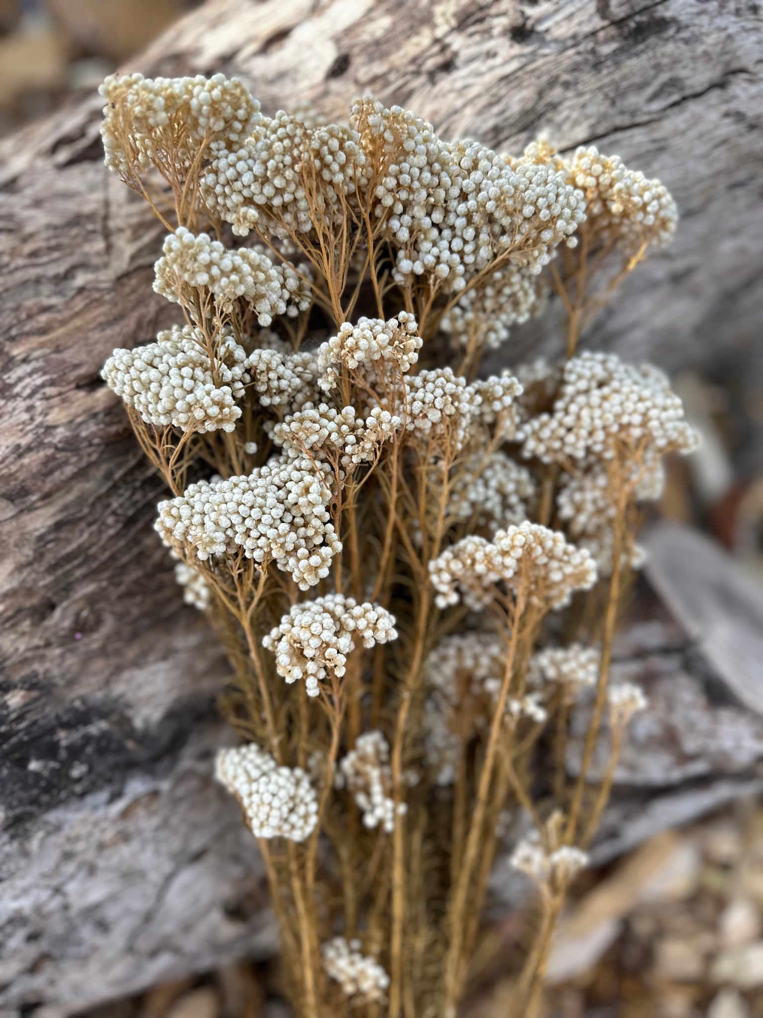 Rice flower - Natural