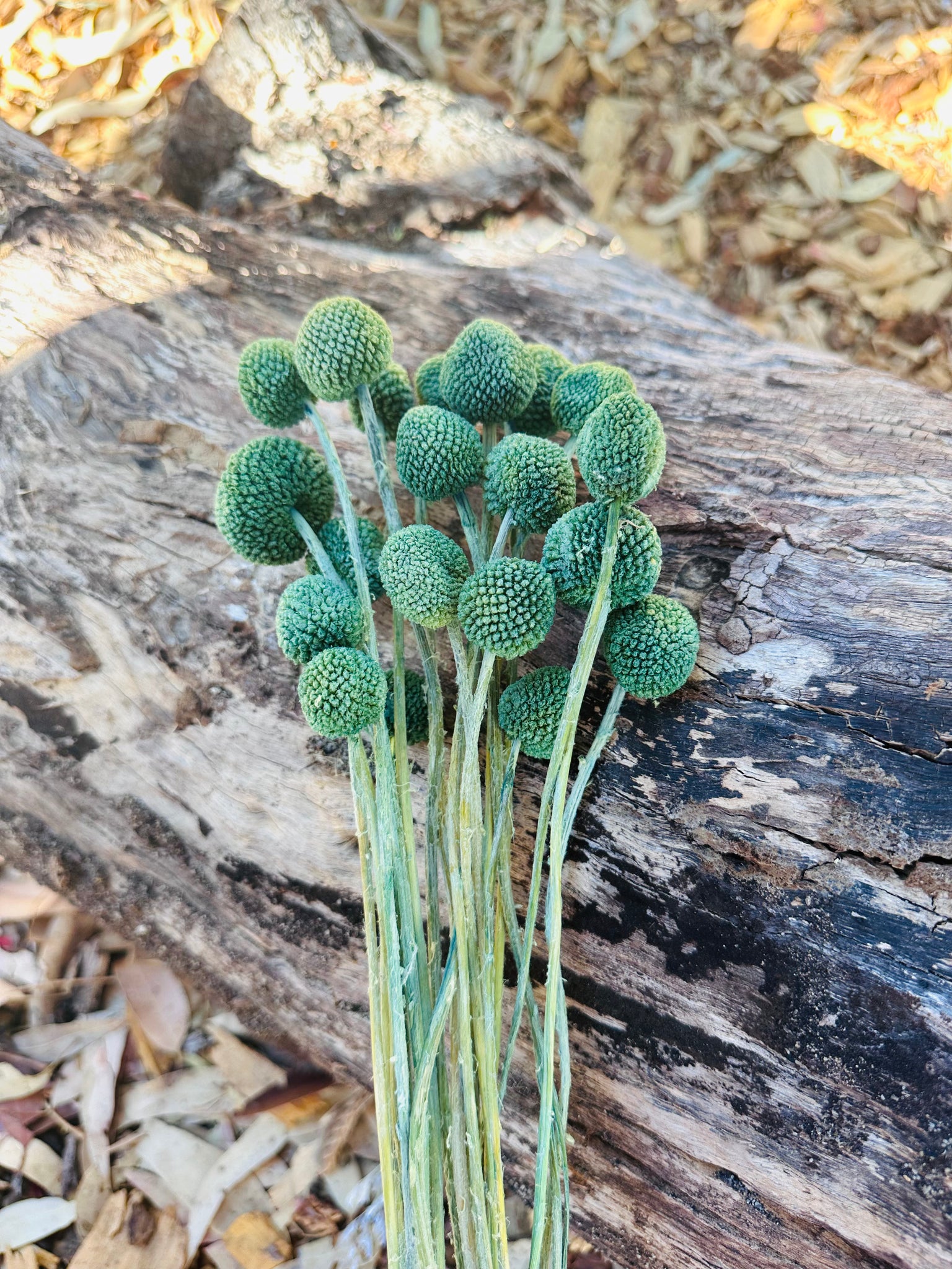 Billy Buttons - Forest Green Tones