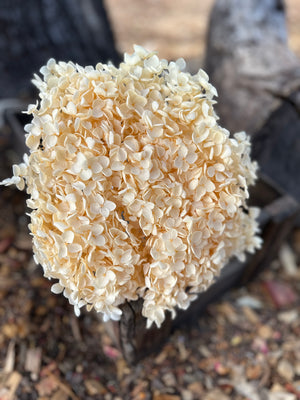 Hydrangea -  Pale Marigold Orange