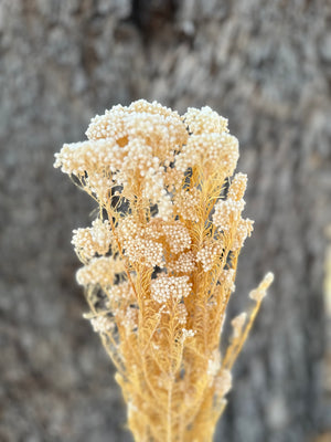 Rice flower - Ivory