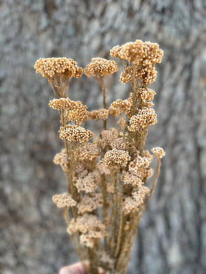 Rice flower - Soft Cinnamon Brown