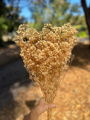 Baby’s Breath - Gypsophila Preserved - Natural