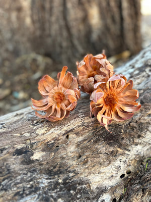 Protea Sulphura - 1 stem