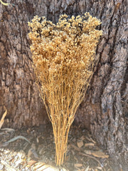 Baby’s Breath - Gypsophila Preserved - Natural