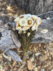 Everlastings/Straw Flowers - Ivory Whites