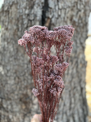 Rice flower - Dark Dusty Pink Mauve