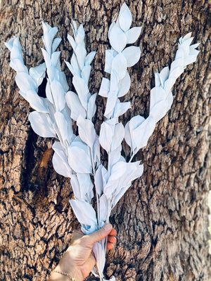 Ruscus - Israeli Large Leaf - Soft Blue