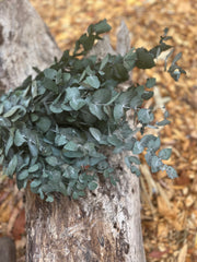 Gum - Eucalyptus - Cinerea - PRESERVED Green