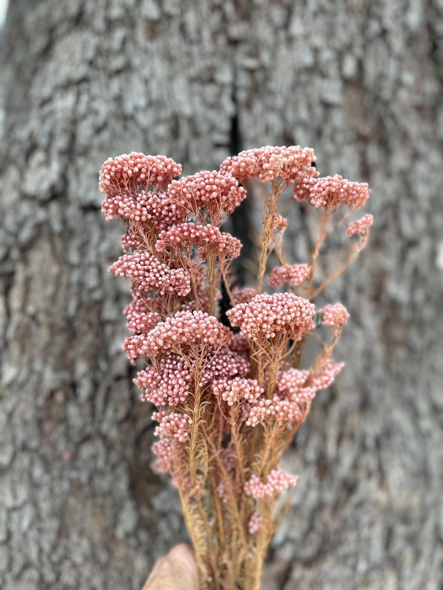 Rice flower - Pink Pearl