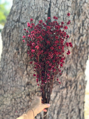 Stirlingia Flower - PRESERVED - Red