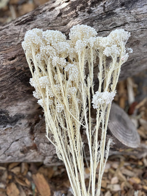 Rice flower - White