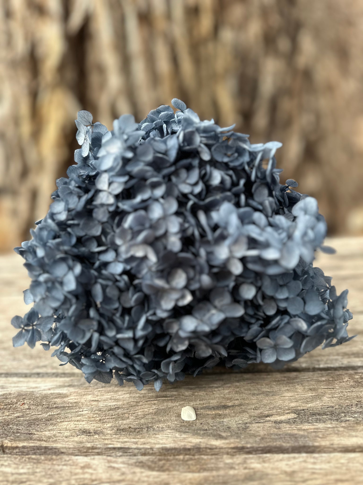 Hydrangea -  Dark Denim Blue
