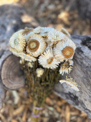 Everlastings/Straw Flowers - Ivory Whites