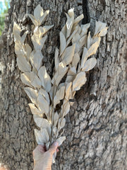 Ruscus - Israeli Large Leaf - Soft Pearl Beige Brown