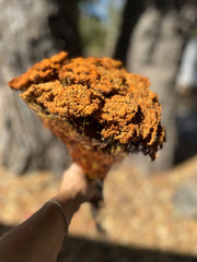 Brownii/Verticordia PRESERVED - Burnt Orange