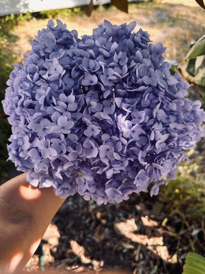 Hydrangea -  Lavender Purple