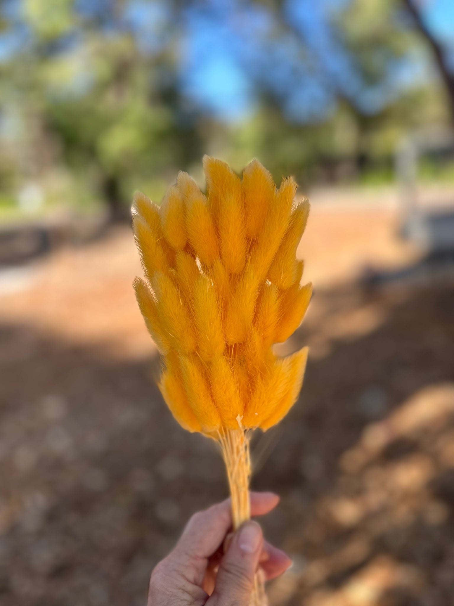 Bunny Tails/Pussy Tails - Pale Marigold Orange