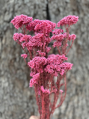 Rice flower - Cherry Blossom Pink