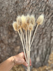 Teasels - Lightly Bleached