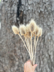 Teasels - Lightly Bleached