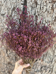 Scholtzia Flower - Preserved - Plum Purple