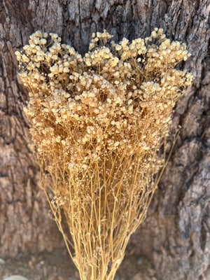 Baby’s Breath - Gypsophila Preserved - Natural