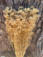 Baby’s Breath - Gypsophila Preserved - Natural