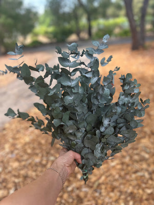 Gum - Eucalyptus - Cinerea - PRESERVED Green