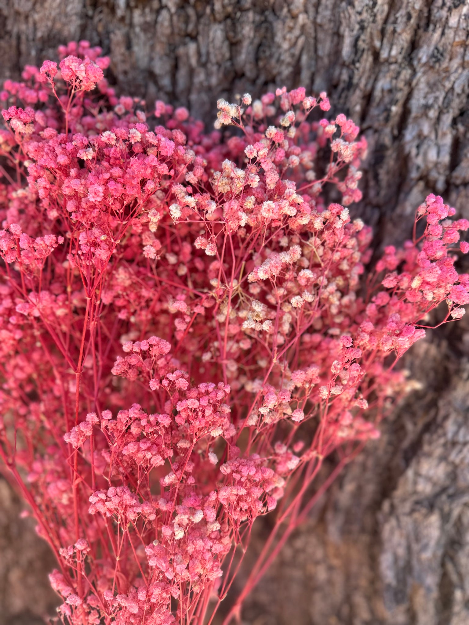 Baby’s Breath - Gypsophila Preserved - Barbie Pink