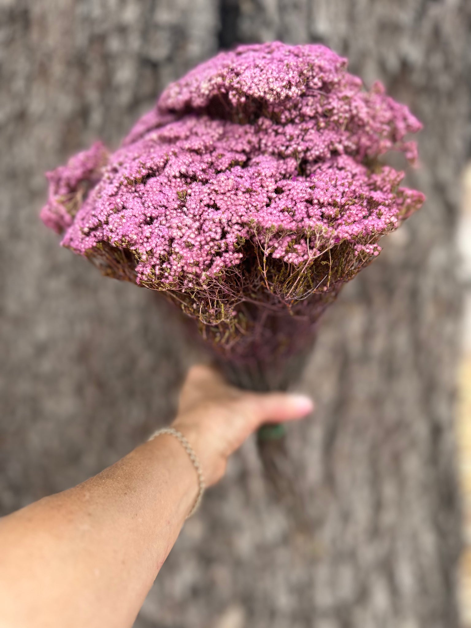 Brownii/Verticordia PRESERVED - Lilac Purple