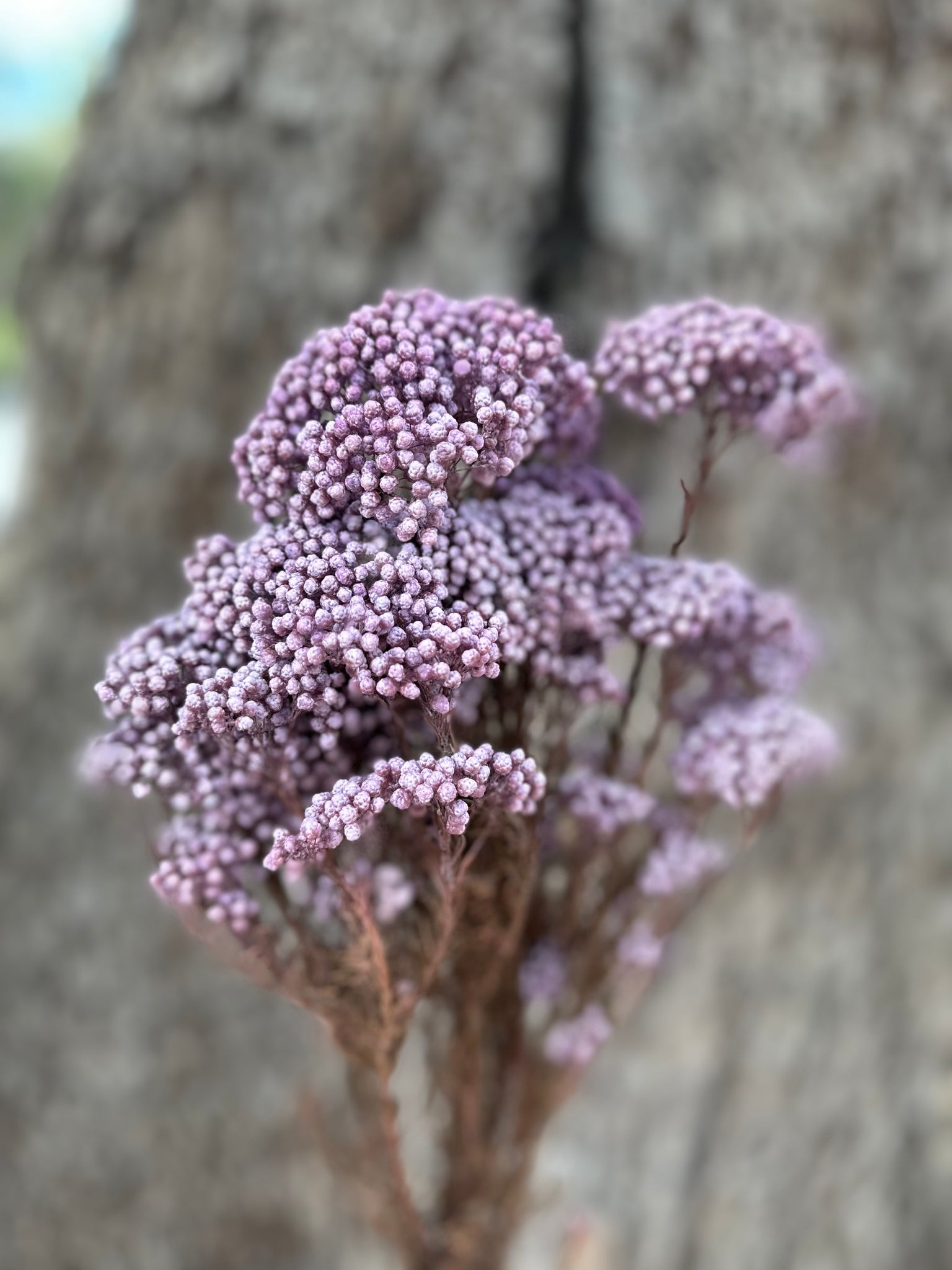 Rice flower - Dusty Lilac Purple