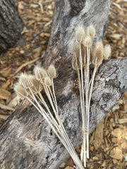 Teasels - Lightly Bleached