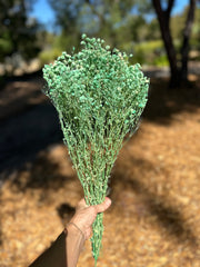Baby’s Breath - Gypsophila Preserved - Mint Green